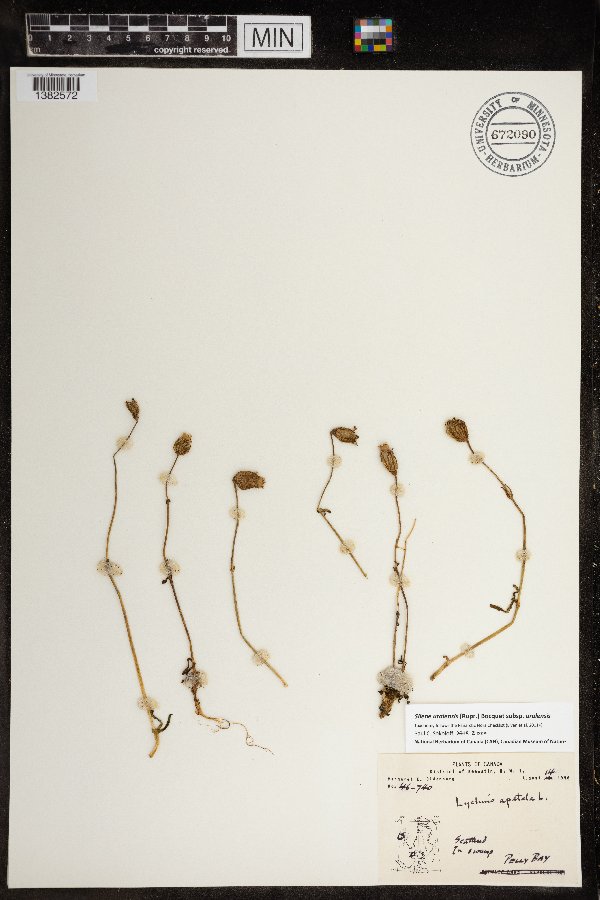 Silene uralensis image