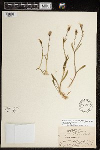 Thumbnail image of current specimen