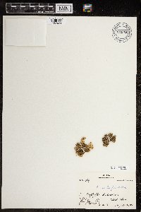 Arenaria humifusa image