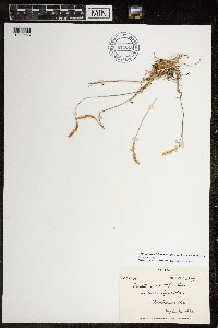 Koeleria spicata image