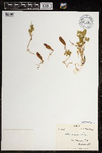 Thumbnail image of current specimen