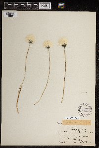 Eriophorum callitrix image