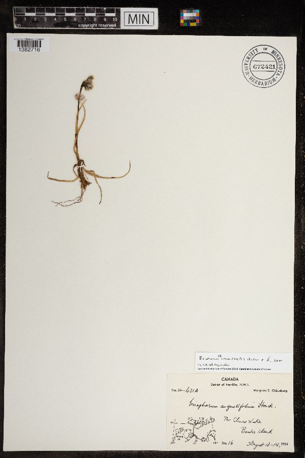 Eriophorum triste image