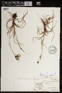 Eriophorum triste image