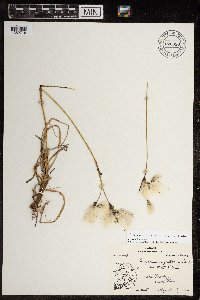 Eriophorum triste image