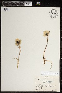 Eriophorum triste image