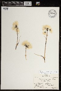 Eriophorum triste image