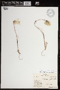 Eriophorum triste image