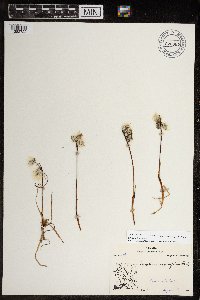 Eriophorum triste image