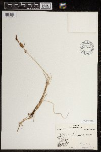 Carex rotundata image