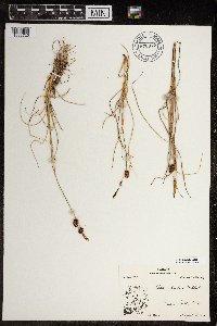 Carex rotundata image