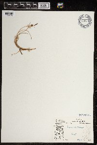 Carex rotundata image
