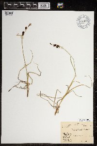 Carex rotundata image