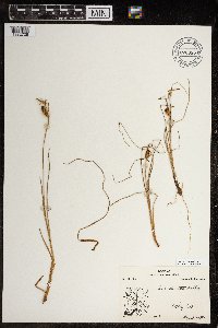 Carex rotundata image