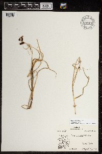 Carex membranacea image