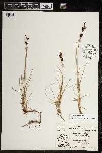 Carex membranacea image