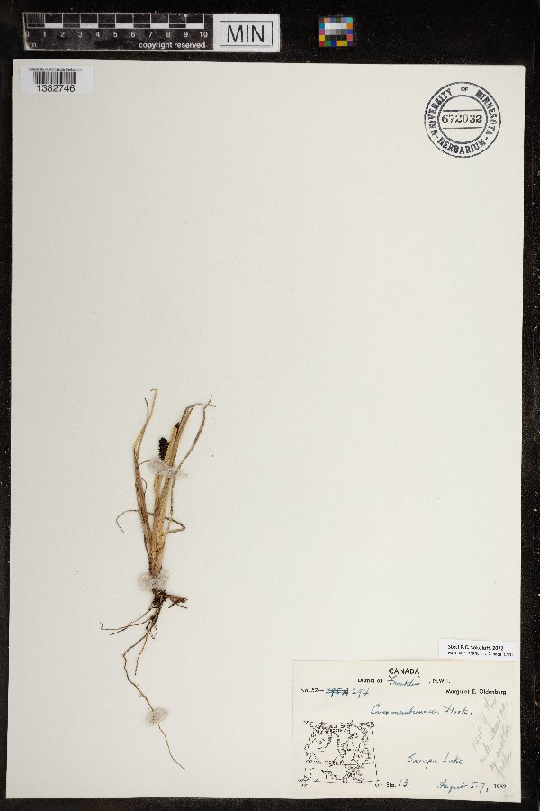 Carex membranacea image