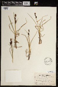 Carex membranacea image