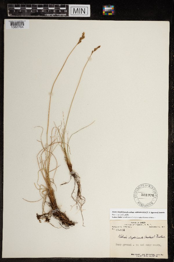 Carex simpliciuscula subsp. subholarctica image