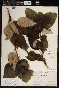 Populus balsamifera image