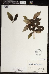 Populus balsamifera image