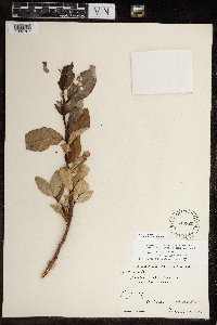 Populus balsamifera image