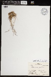 Festuca brachyphylla image