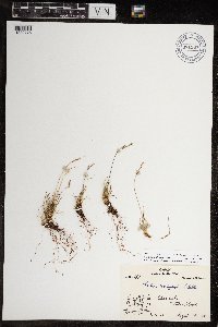 Festuca brachyphylla image