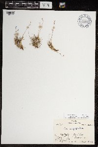 Festuca brachyphylla image