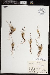 Festuca brachyphylla image