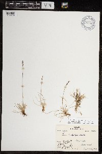 Festuca brachyphylla image