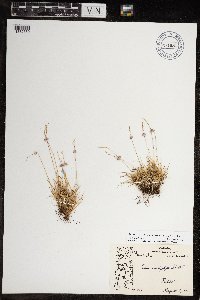 Festuca brachyphylla image