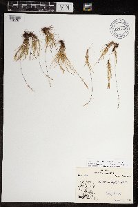 Festuca brachyphylla image