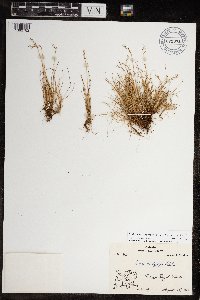 Festuca brachyphylla image