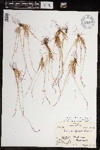 Festuca brachyphylla image