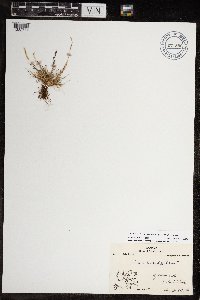 Festuca brachyphylla image