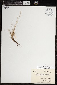 Festuca brachyphylla image