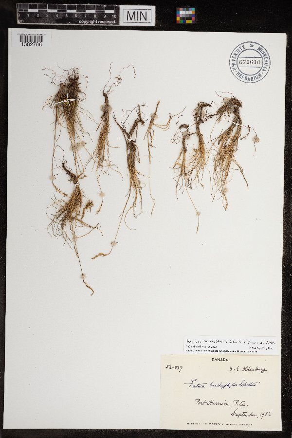 Festuca brachyphylla image