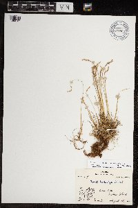 Festuca brachyphylla image