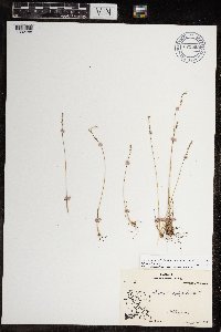 Festuca brachyphylla image