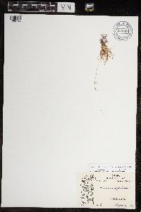 Festuca brachyphylla image