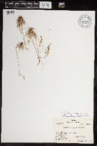 Festuca brachyphylla image