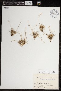 Festuca brachyphylla image