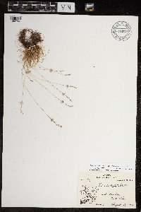 Festuca brachyphylla image