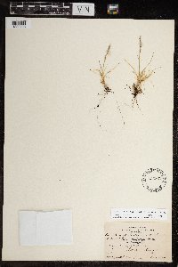 Festuca brachyphylla image