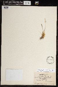 Festuca brachyphylla image