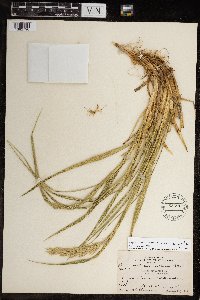 Leymus mollis subsp. villosissimus image