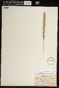 Leymus mollis subsp. villosissimus image