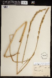 Leymus mollis subsp. villosissimus image