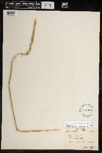 Leymus mollis subsp. villosissimus image